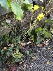 Hieracium glaucinum similatum