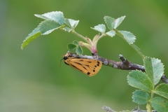 Setina aurita