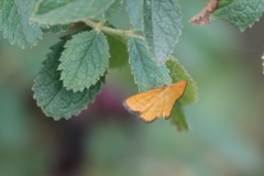 Idaea flaveolaria