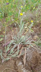 Pilosella rothiana