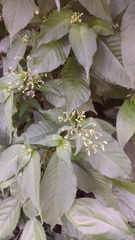 Palicourea pubescens