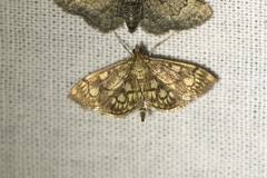 Anania stachydalis