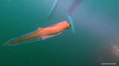 Cepola macrophthalma
