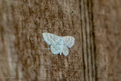 Idaea obfusaria