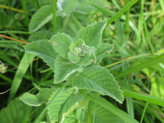 Mentha × rotundifolia