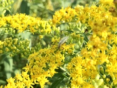 Oecanthus longicauda