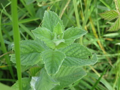 Mentha × rotundifolia