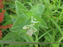 Mentha × rotundifolia