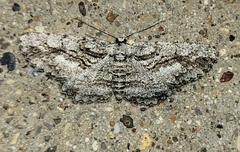 Stenoporpia dissonaria