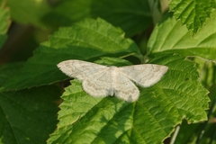 Idaea deversaria