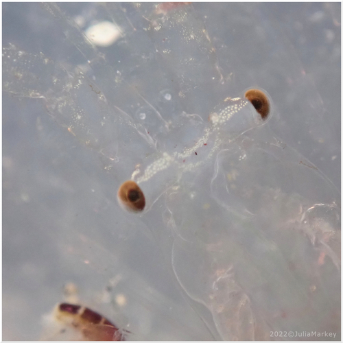 California Spiny Lobster, photo 7 of 8