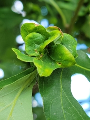 Andricus foliaformis