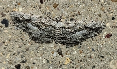 Stenoporpia dissonaria