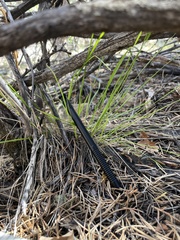 Piptatheropsis micrantha