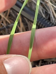 Piptatheropsis micrantha