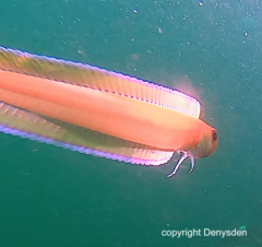 Cepola macrophthalma