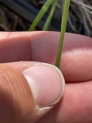 Piptatheropsis micrantha