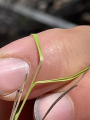 Piptatheropsis micrantha