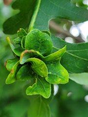 Andricus foliaformis