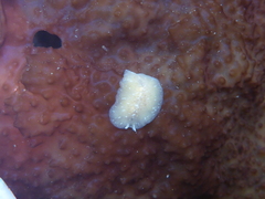 Pseudoceros canadensis