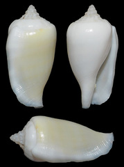 Maculastrombus maculatus