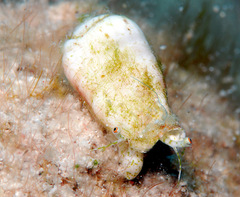 Maculastrombus maculatus