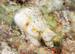 Maculastrombus maculatus