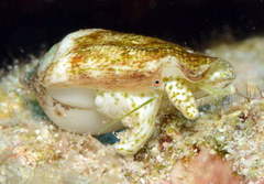 Maculastrombus maculatus