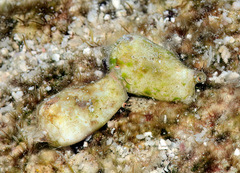 Maculastrombus maculatus