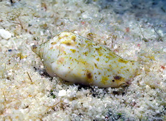 Maculastrombus maculatus