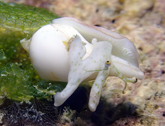 Maculastrombus maculatus