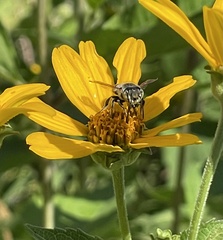 Megachile albitarsis