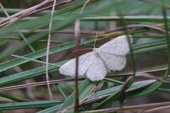 Idaea nitidata
