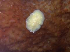 Pseudoceros canadensis