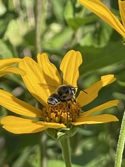 Megachile albitarsis