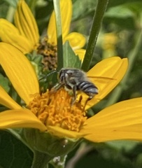 Megachile albitarsis