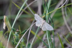 Idaea moniliata