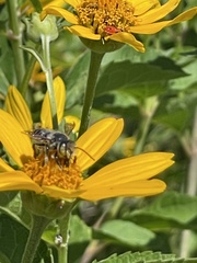 Megachile albitarsis