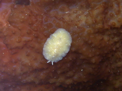 Pseudoceros canadensis