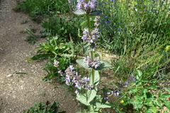 Nepeta latifolia
