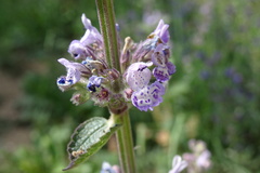 Nepeta latifolia