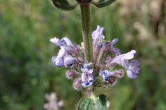 Nepeta latifolia