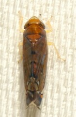 Scaphoideus incisus