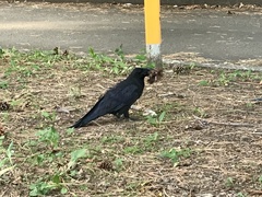 Corvus corone orientalis