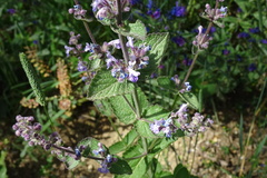 Nepeta latifolia