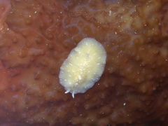 Pseudoceros canadensis