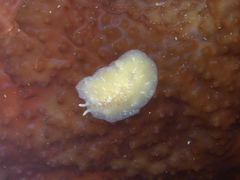 Pseudoceros canadensis