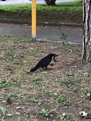 Corvus corone orientalis