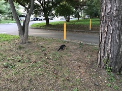 Corvus corone orientalis