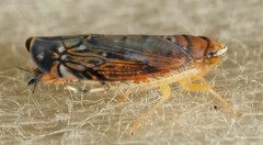 Scaphoideus incisus